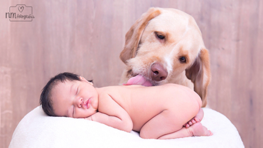 picture of Newborns and Pets 