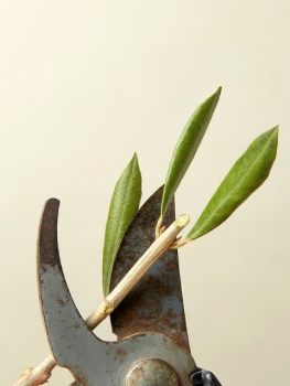 picture of Product photos 
