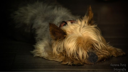 picture of Pets 