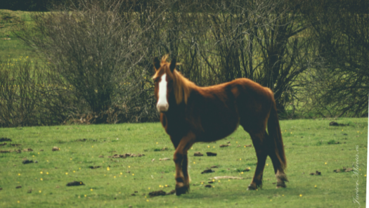 picture of Photography 