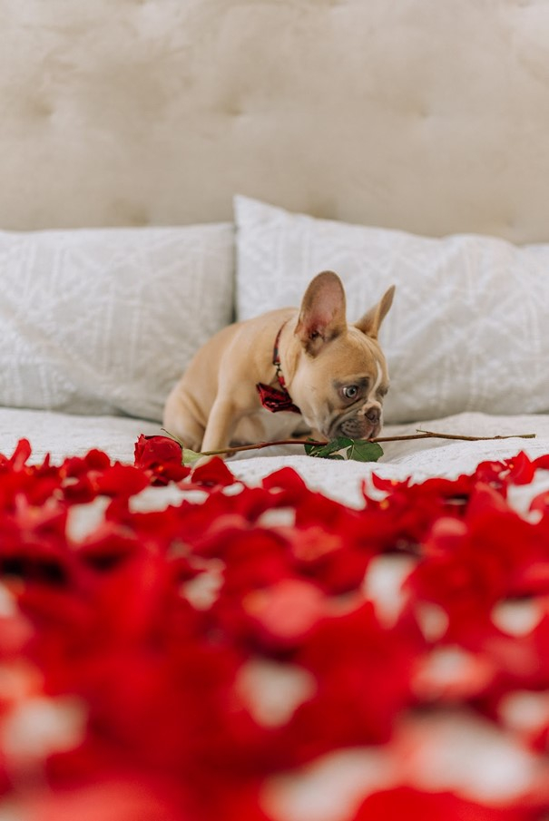 Fotos para el día de San Valentín